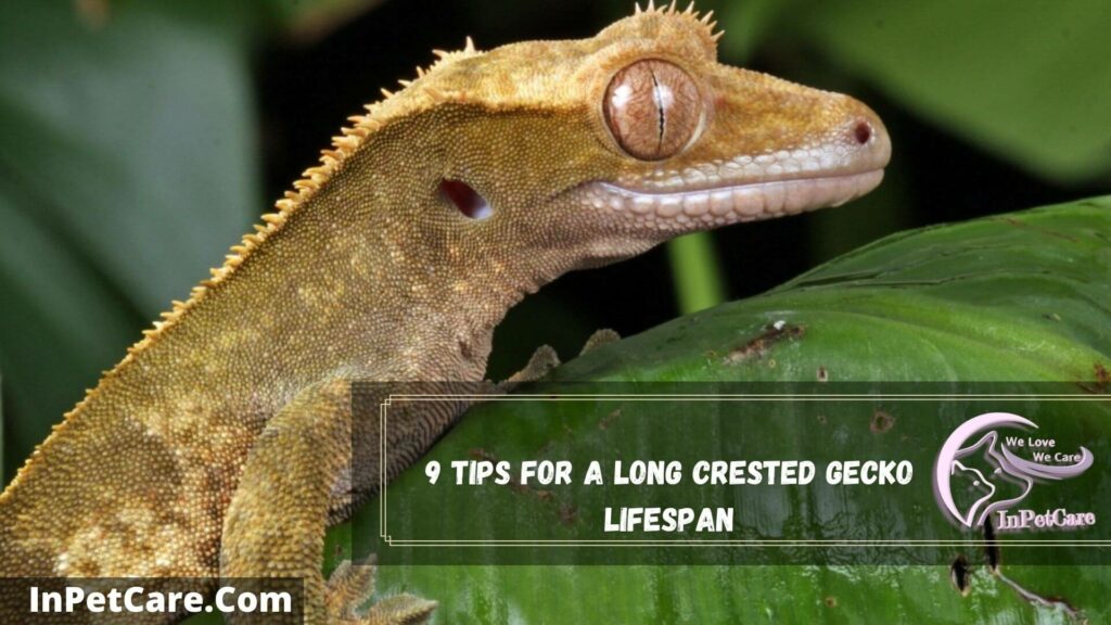 9 tips for a long crested gecko lifespan