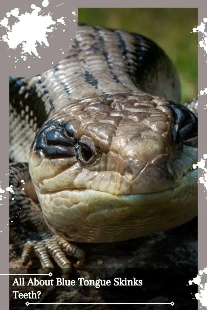 All About Blue Tongue Skinks Teeth