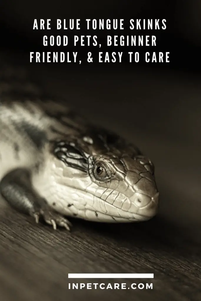 Are Blue Tongue Skinks Good Pets, Beginner Friendly, & Easy To Care