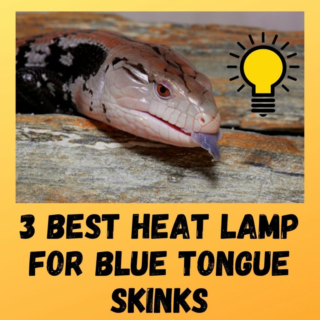 Best Heat Lamp For Blue Tongue Skinks