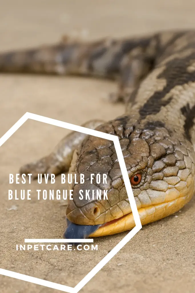 Best Uvb Bulb For Blue Tongue Skink