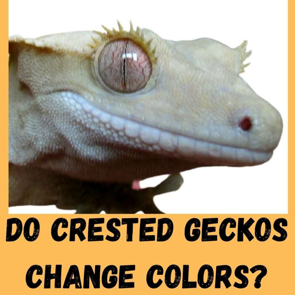 Do Crested Geckos Change Colors