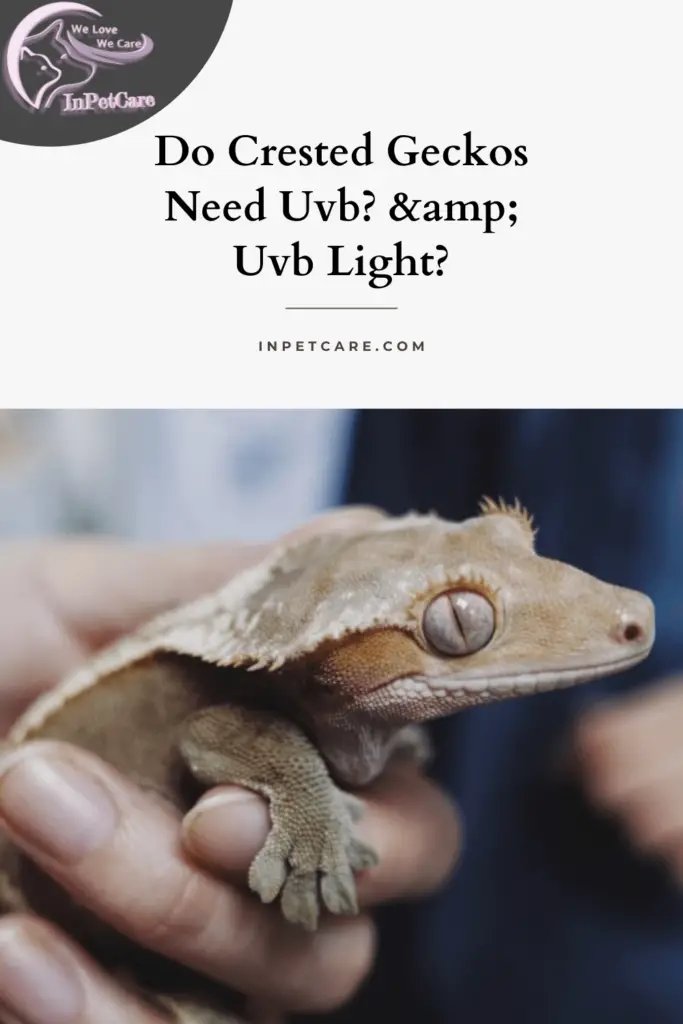 Do Crested Geckos Need Uvb? & Uvb Light?