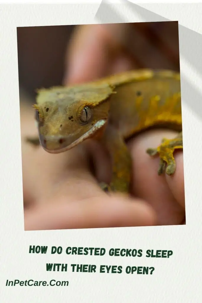 How Do Crested Geckos Sleep With Their Eyes Open
