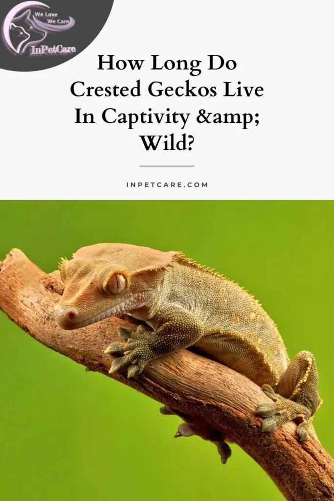 How-Long-Do-Crested-Geckos-Live-In-Captivity-amp-Wild