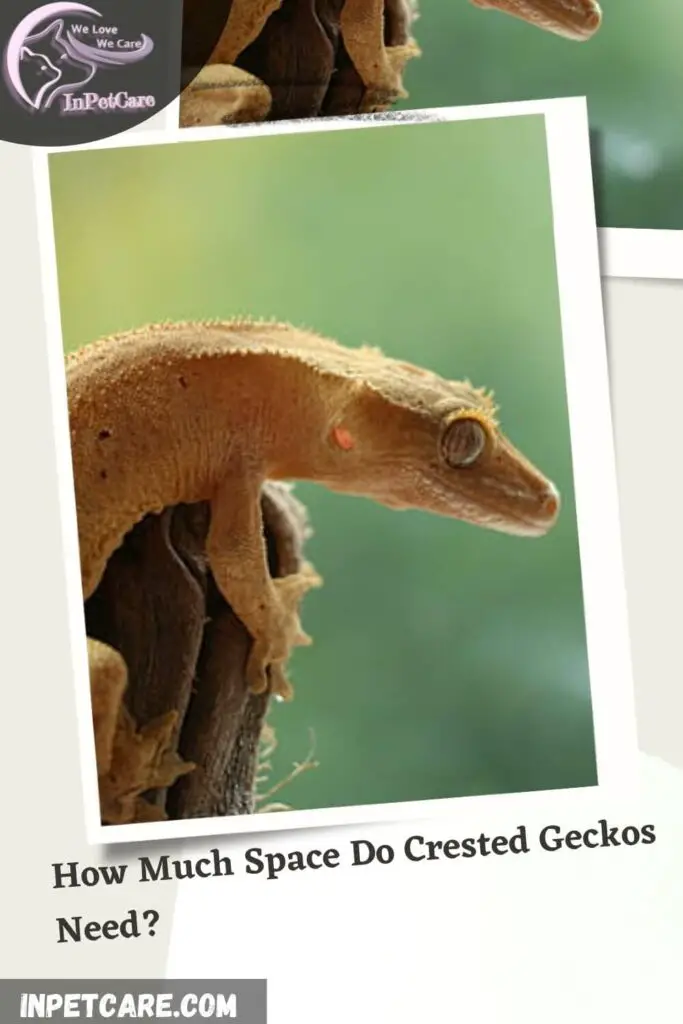 How Much Space Do Crested Geckos Need