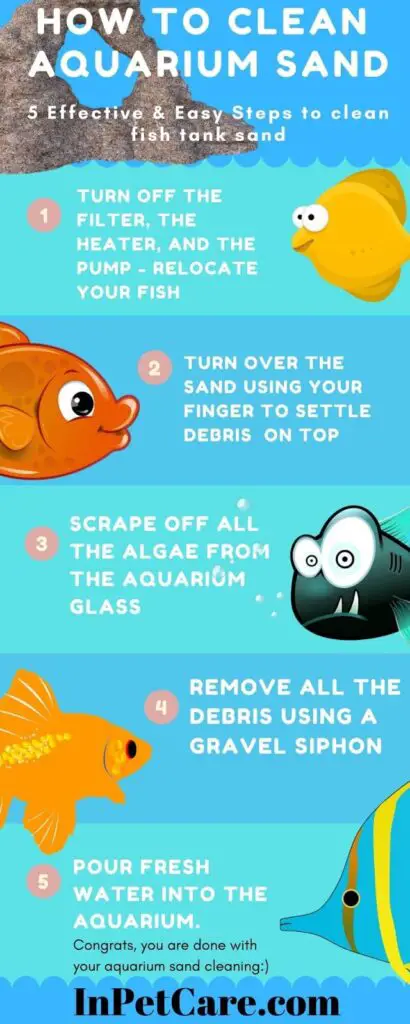 How to Clean Aquarium Sand? 5 Simple Steps (With Pictures)