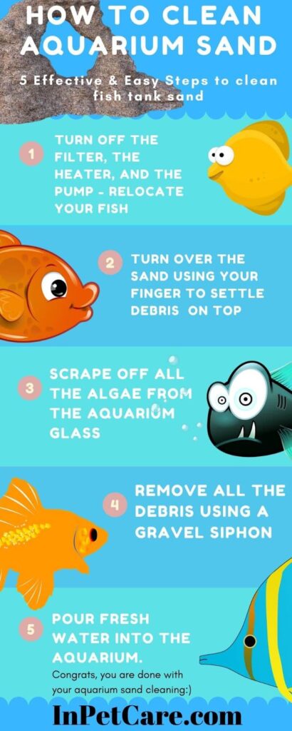 How to Clean Aquarium Sand? 5 Simple Steps (With Pictures)