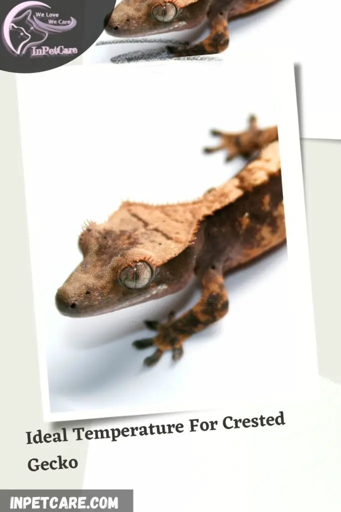 Ideal-Temperature-For-Crested-Gecko