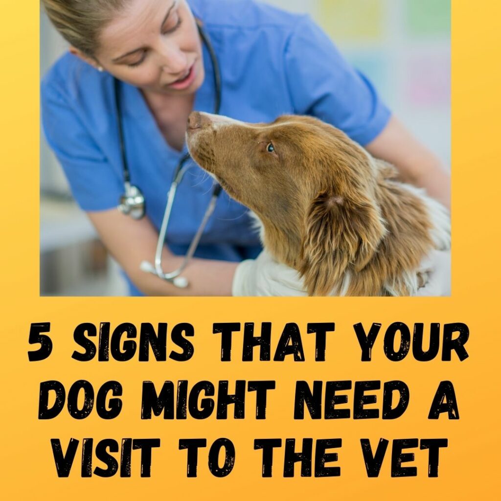Signs That Your Dog Might Need a Visit to the Vet