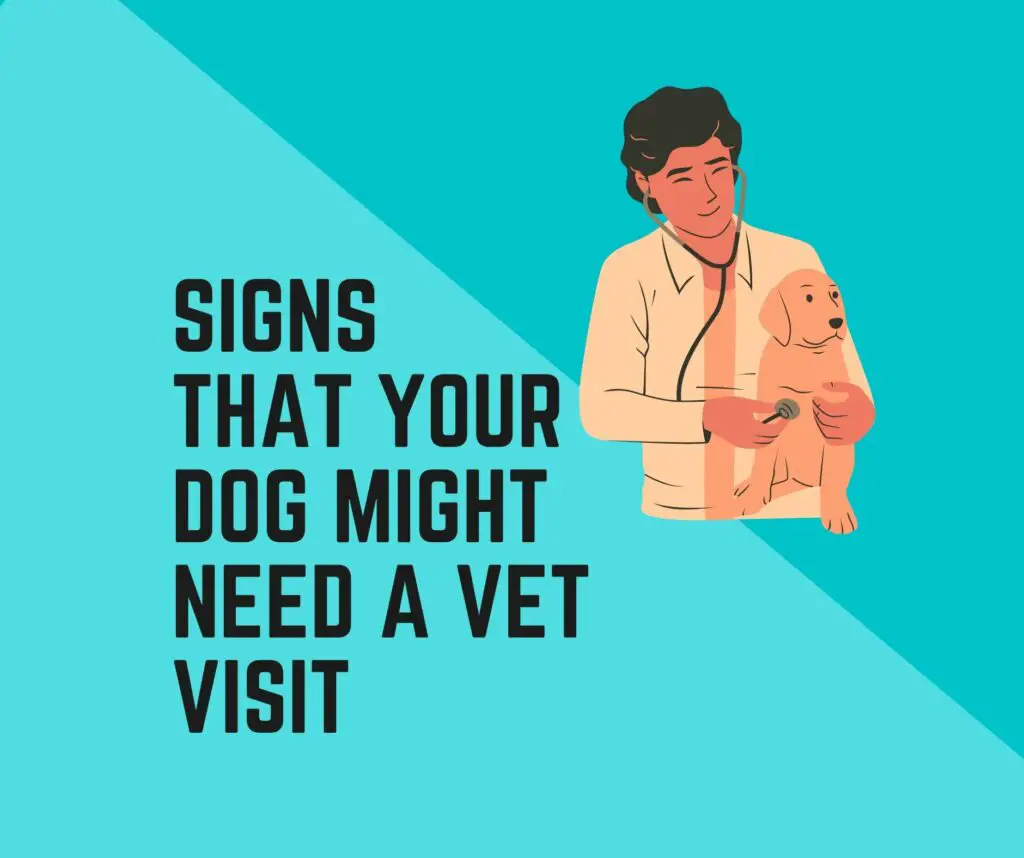 Signs That Your Dog Need a Visit to the Vet
