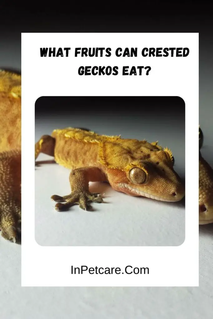 What-Fruits-Can-Crested-Geckos-Eat-