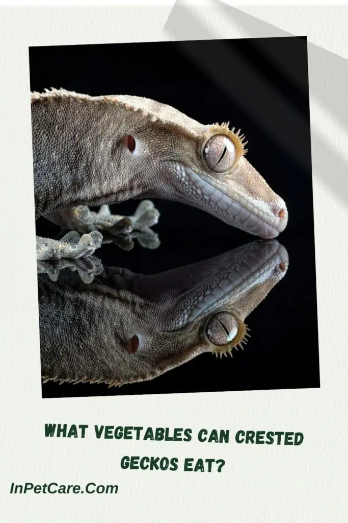 What Vegetables Can Crested Geckos Eat