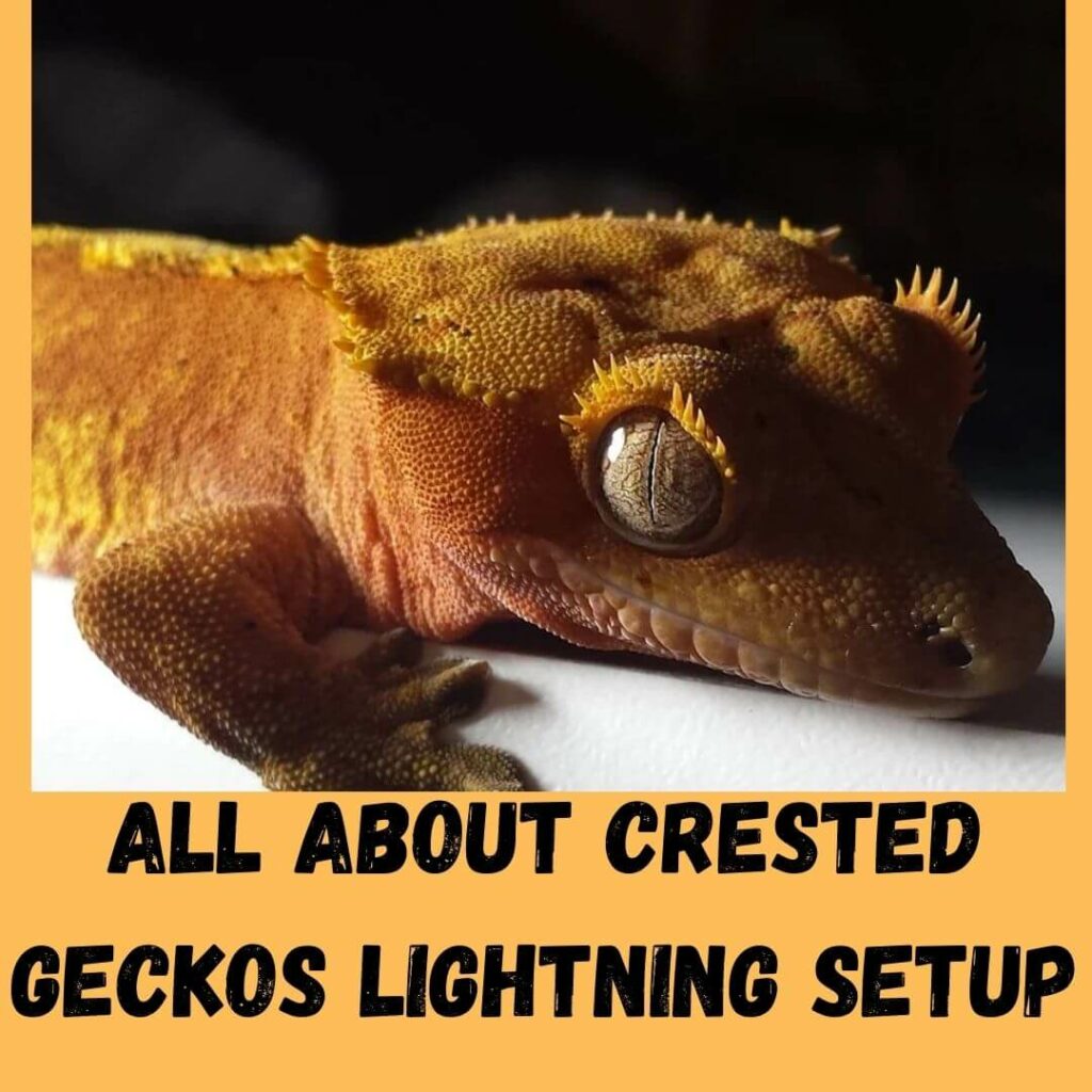 all about Crested Geckos lightning setup