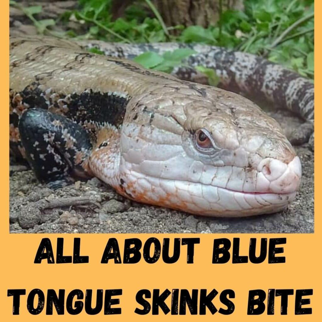 all about blue tongue skinks bite