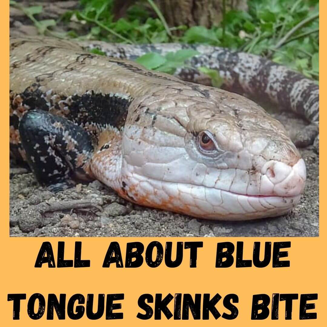Do Blue Tongue Skinks Bite? 6 Dangers + 3 Safety Tips