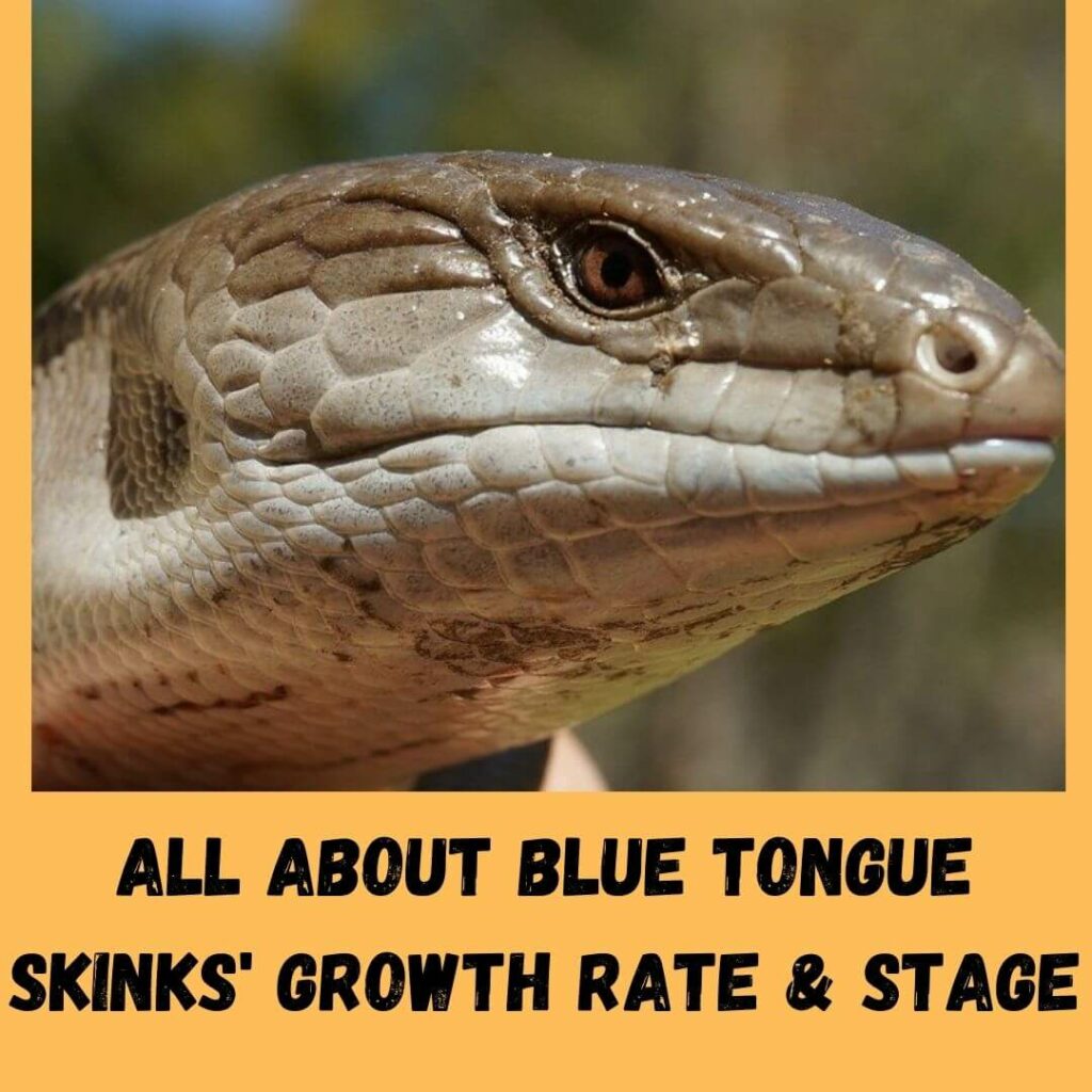 all about blue tongue skinks' growth rate & stage