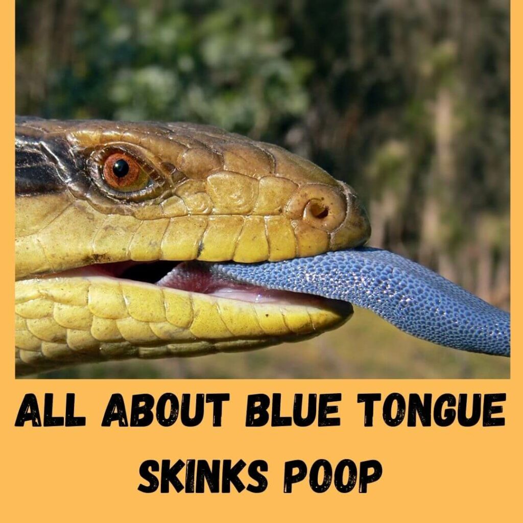 all about blue tongue skinks poop