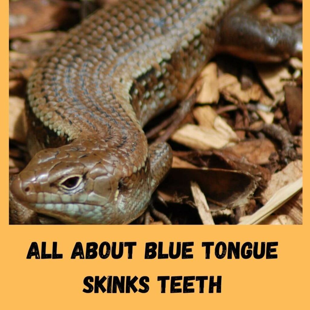 all about blue tongue skinks teeth