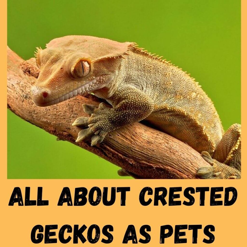 all about crested geckos as pets