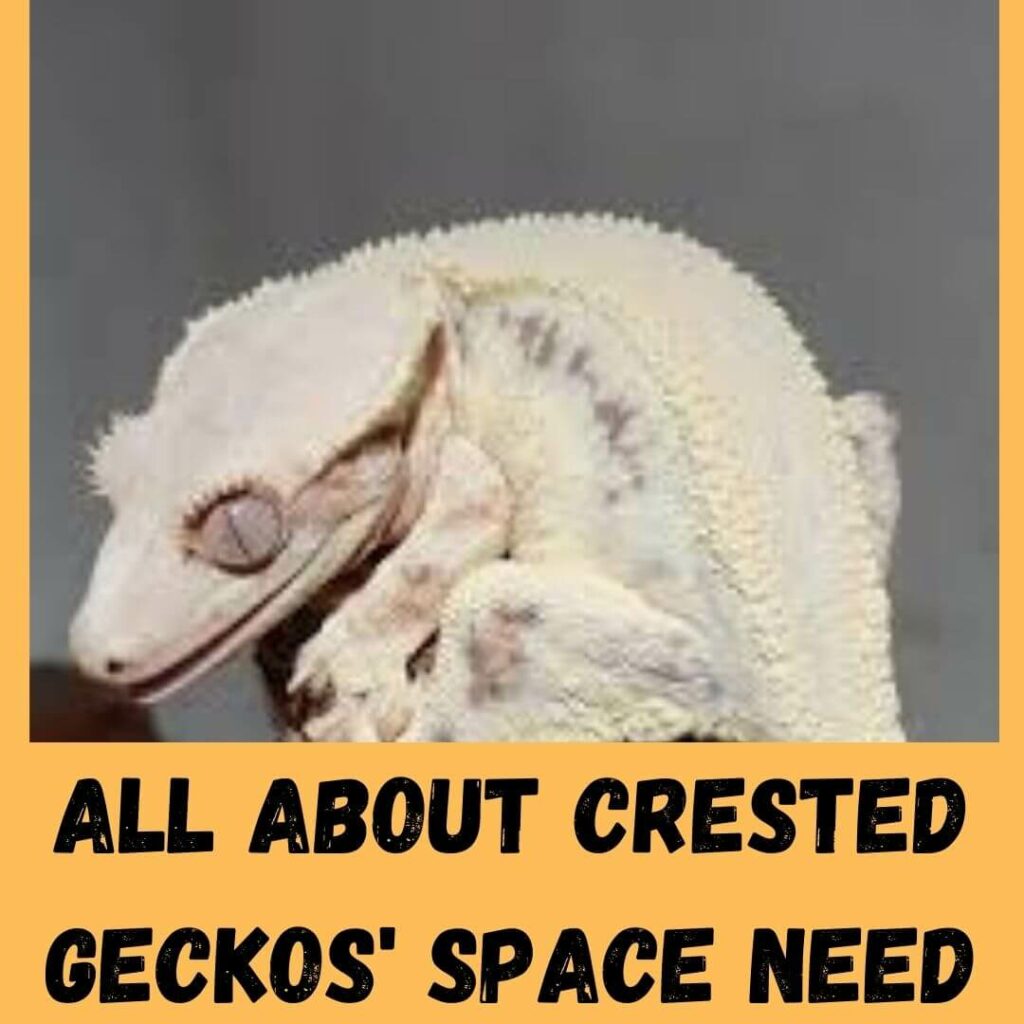 all about crested geckos' space need