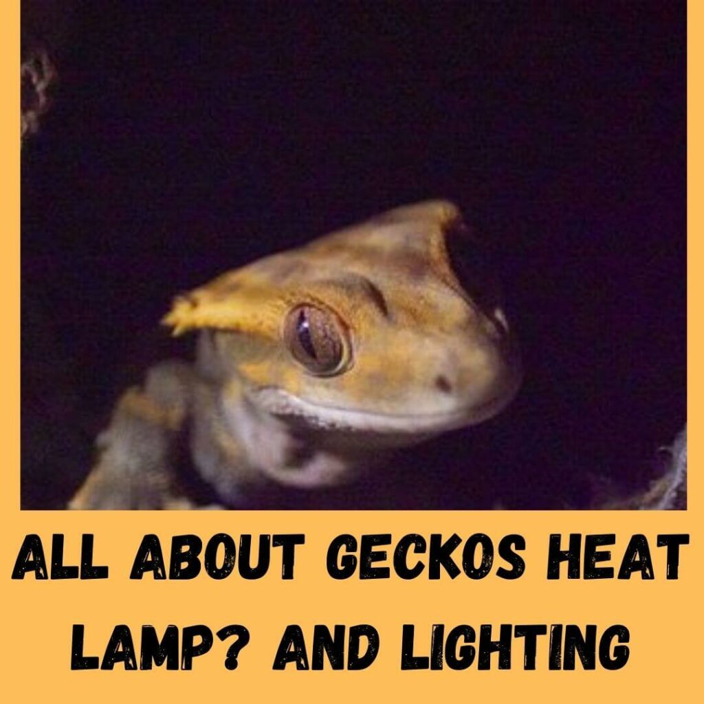 all about geckos heat lamp and lighting