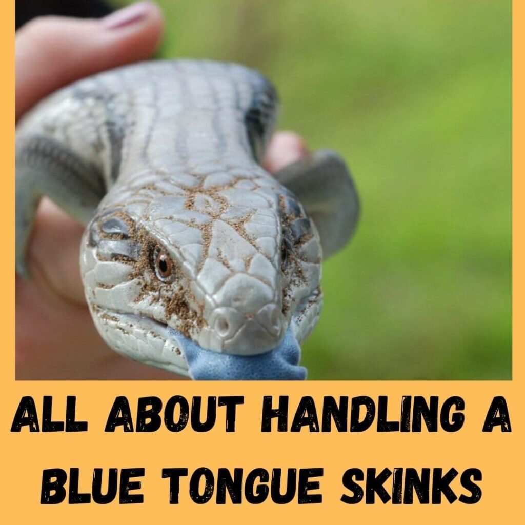 all about handling a blue tongue skinks