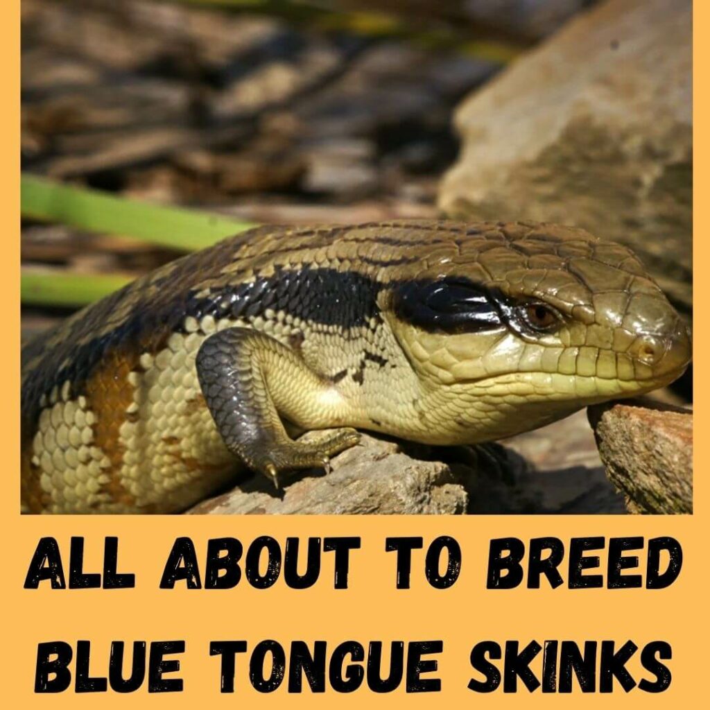 all about to breed blue tongue skinks