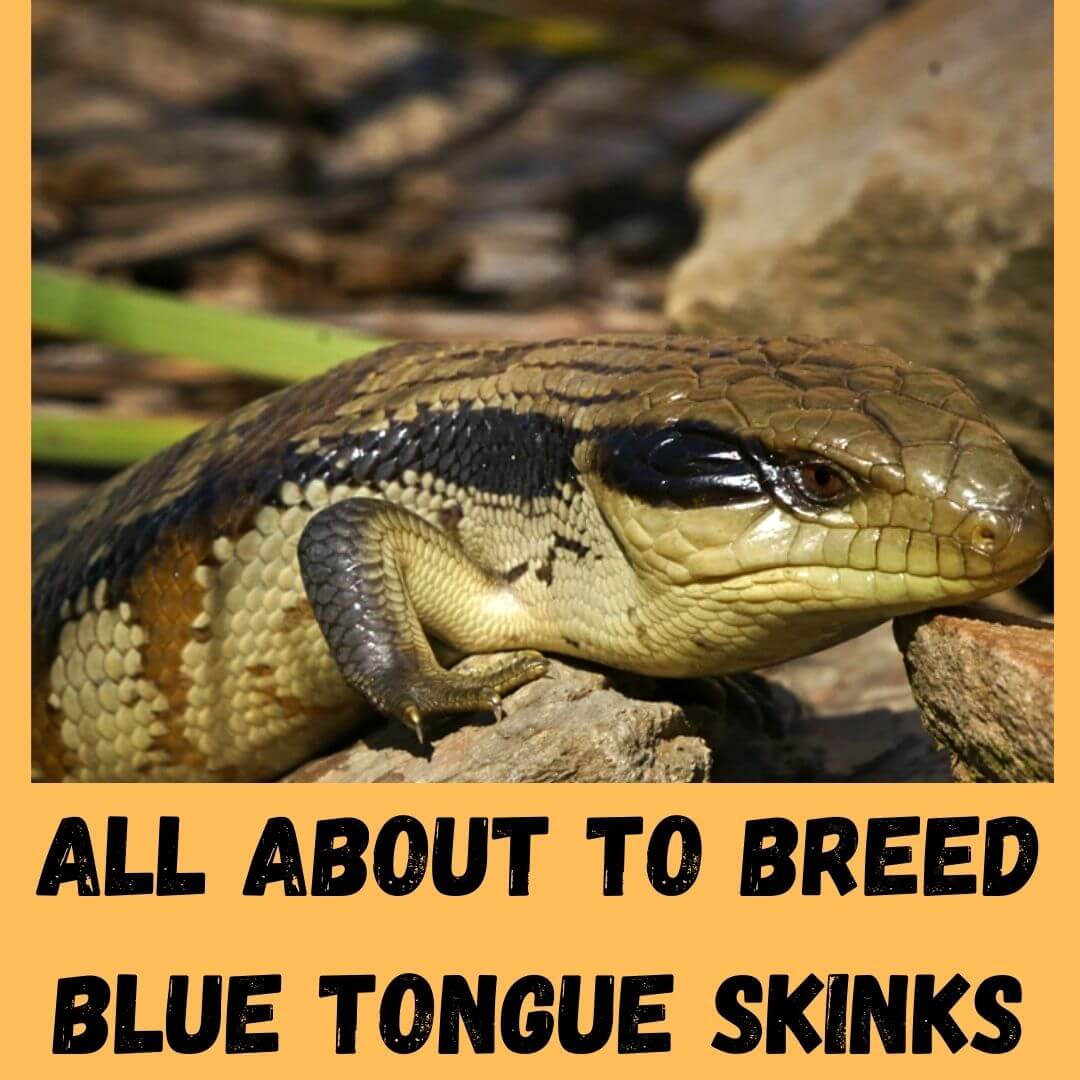 How To Breed Blue Tongue Skinks? (2022 Beginner Guide)