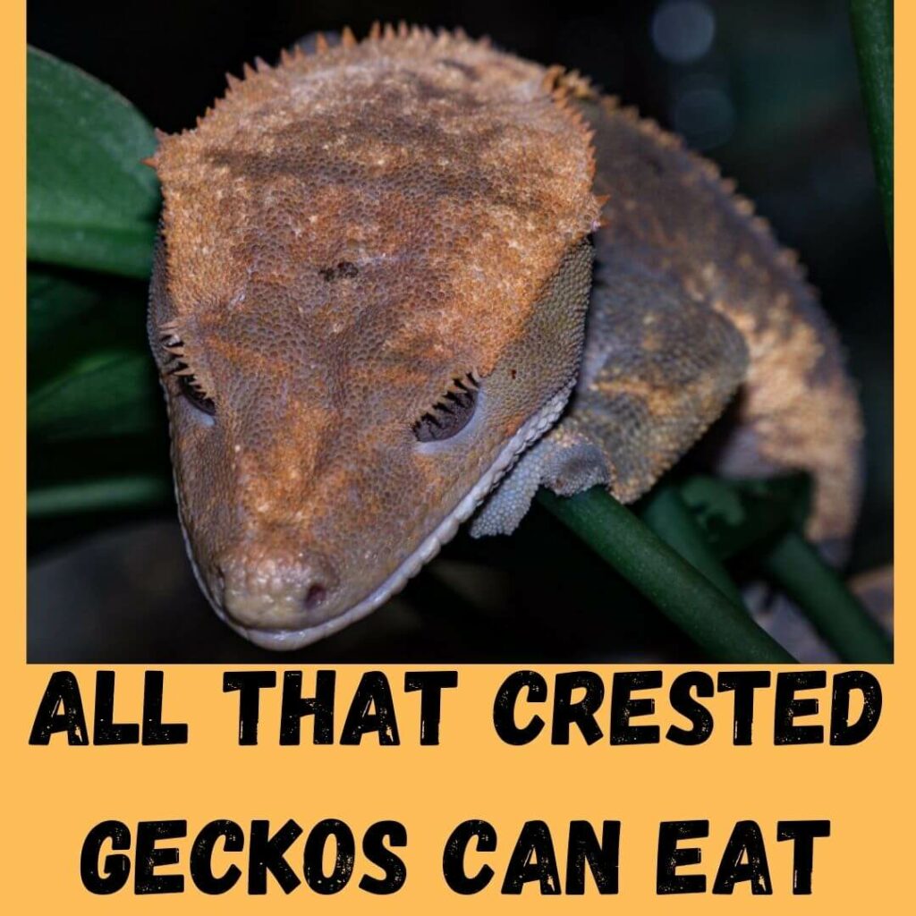 all that crested geckos can eat