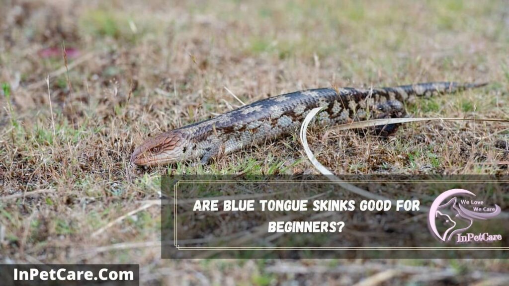 are blue tongue skinks good for beginners