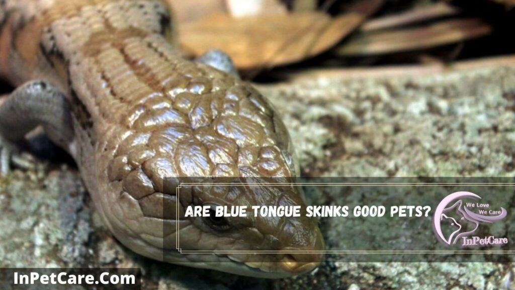 are blue tongue skinks good pets