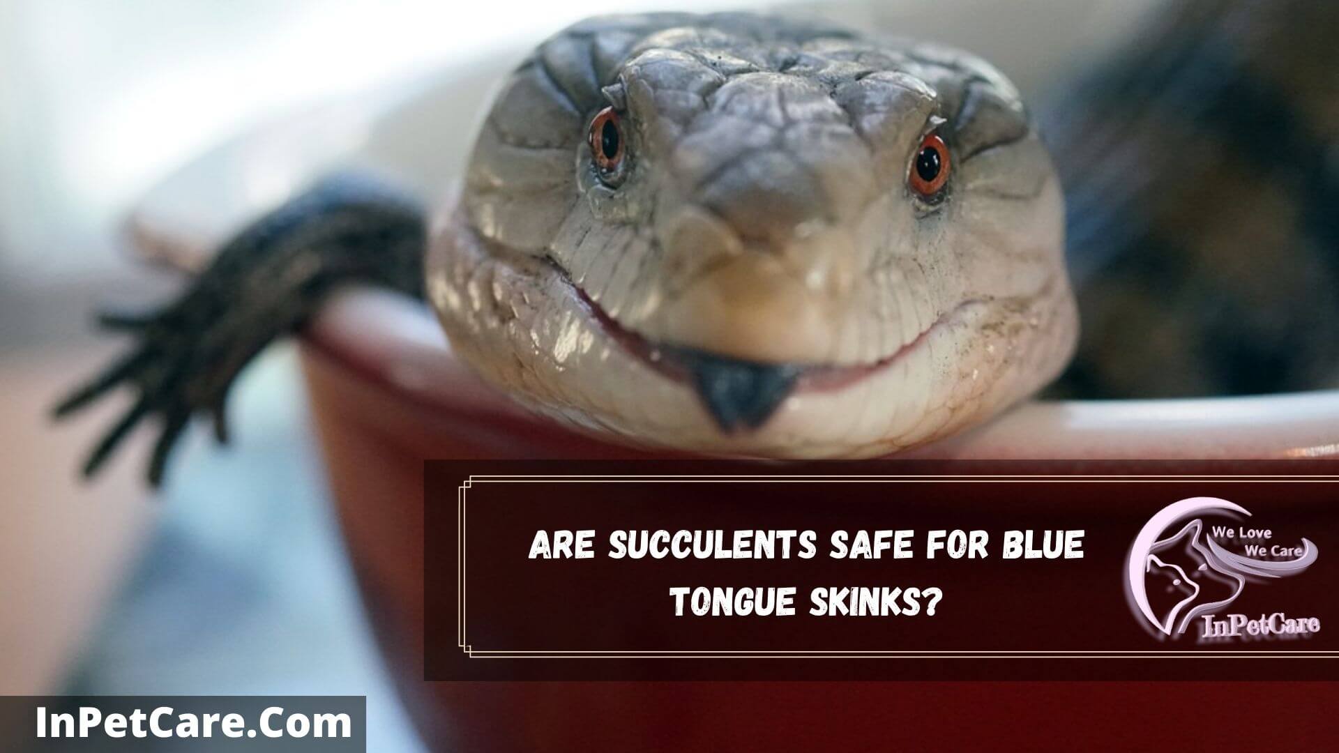 View of 7 Best Plants For Blue Tongue Skink And Enclosure