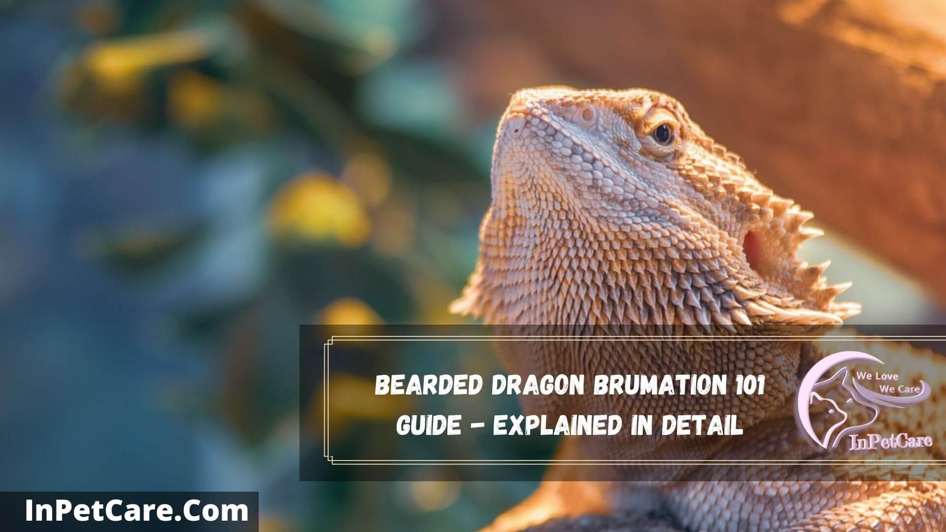 bearded dragon brumation 101 guide - explained in detail
