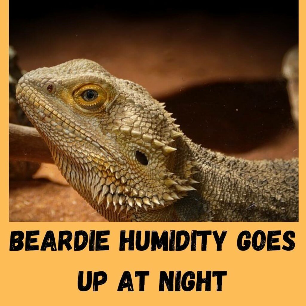 beardie humidity goes up at night