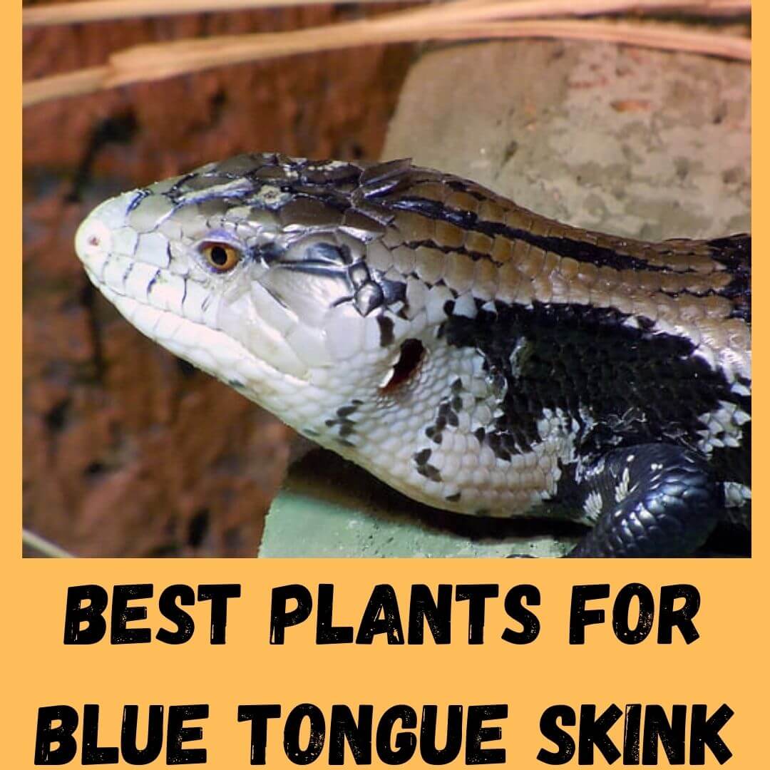 best plants for blue tongue skink
