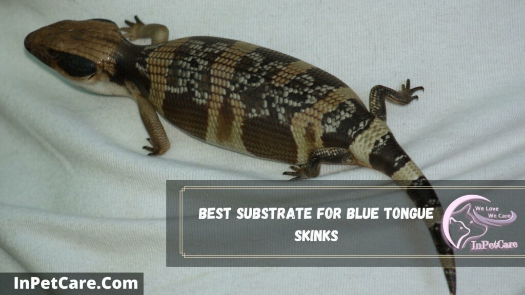 best substrate for blue tongue skinks