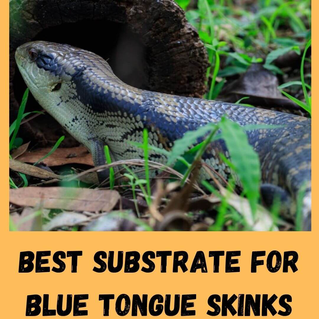 best substrate for blue tongue skinks