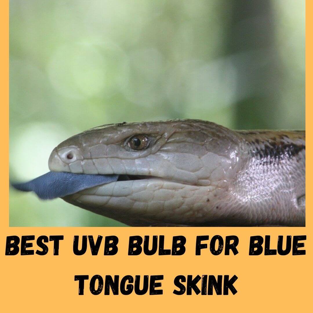 best uvb bulb for blue tongue skink