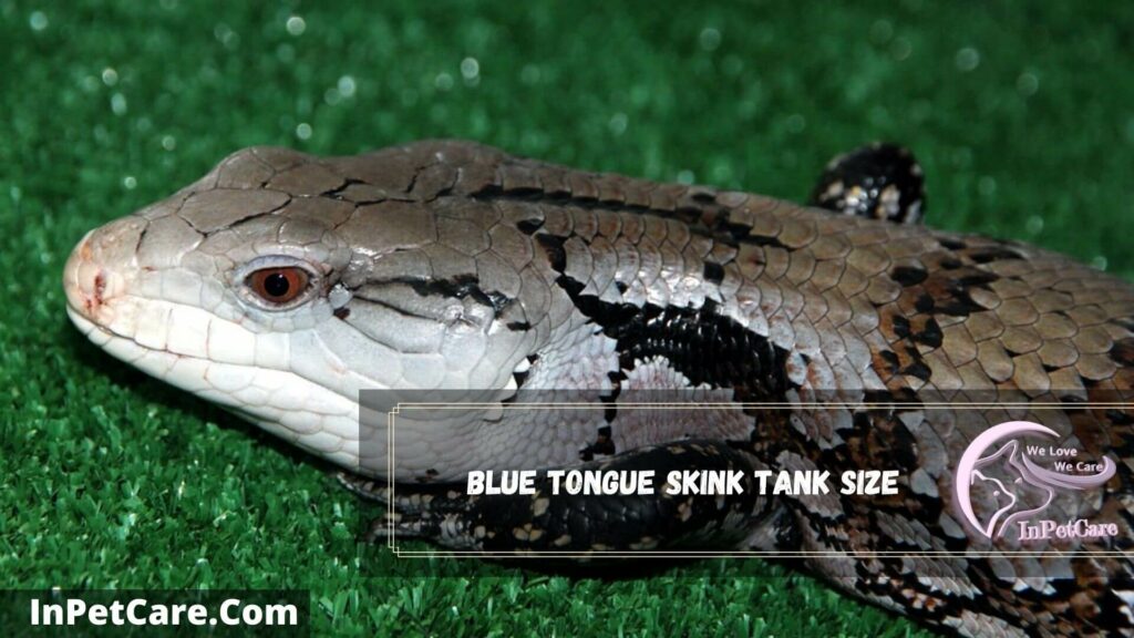 blue tongue skink tank size