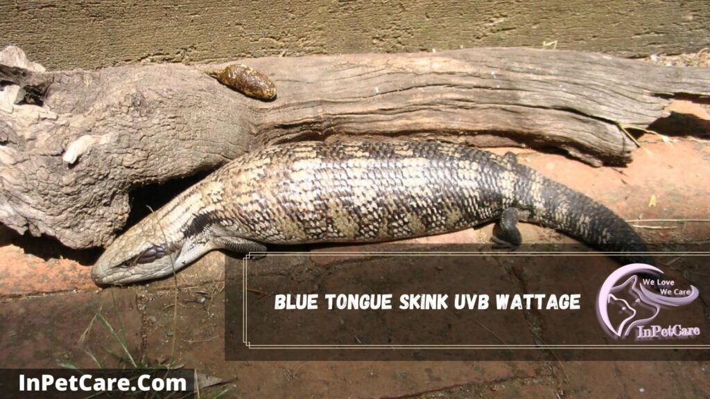 blue tongue skink uvb wattage