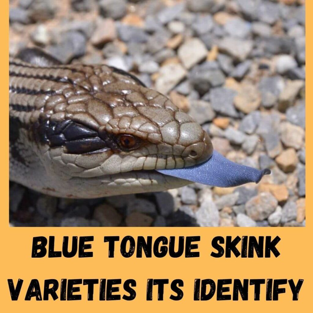 blue tongue skink varieties its identify