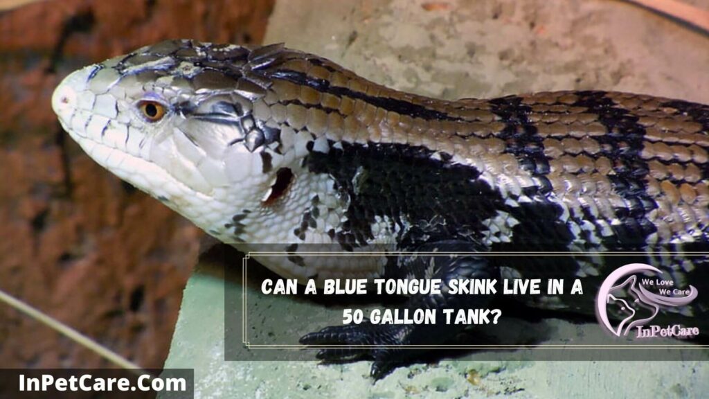 can a blue tongue skink live in a 50 gallon tank