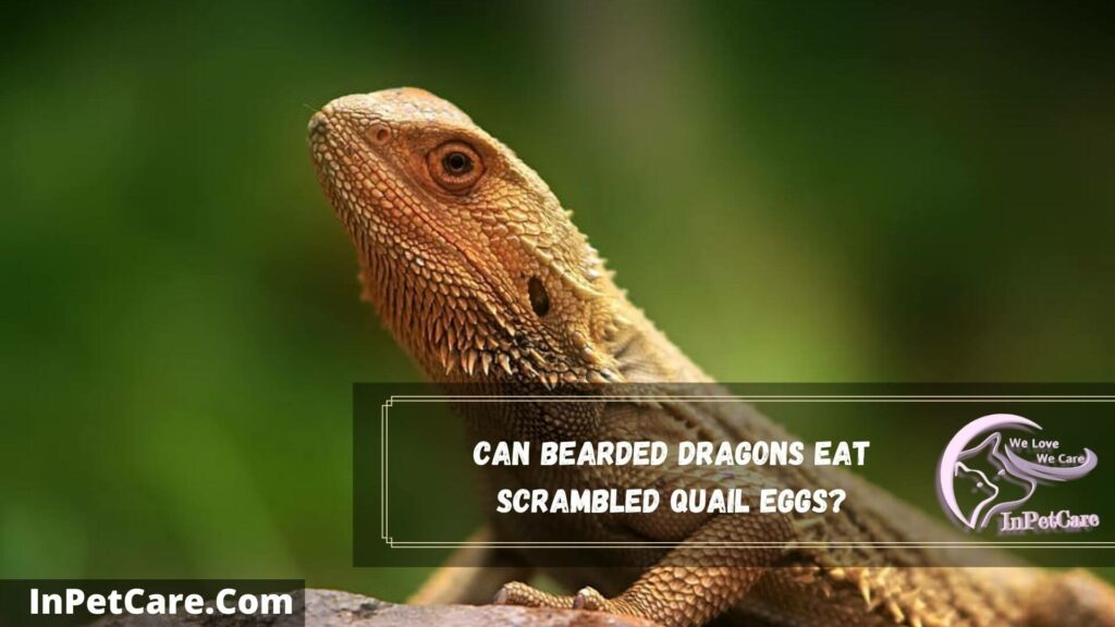 can bearded dragons eat scrambled quail eggs