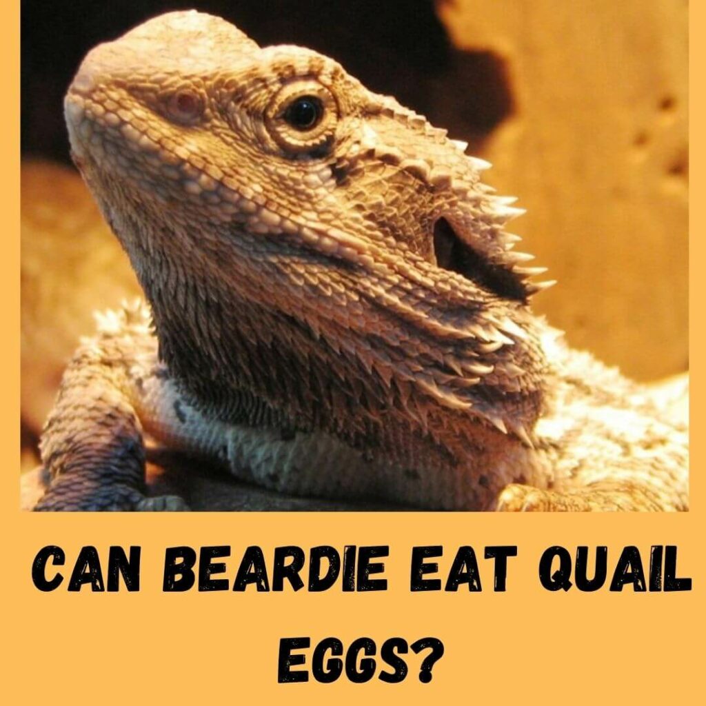 can beardie eat quail eggs