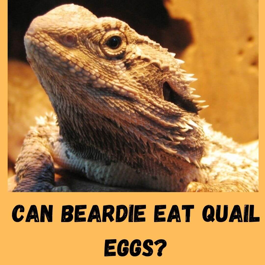 Can Bearded Dragons Eat Quail Eggs?