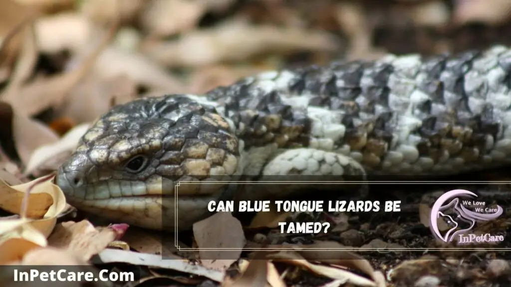 can blue tongue lizards be tamed