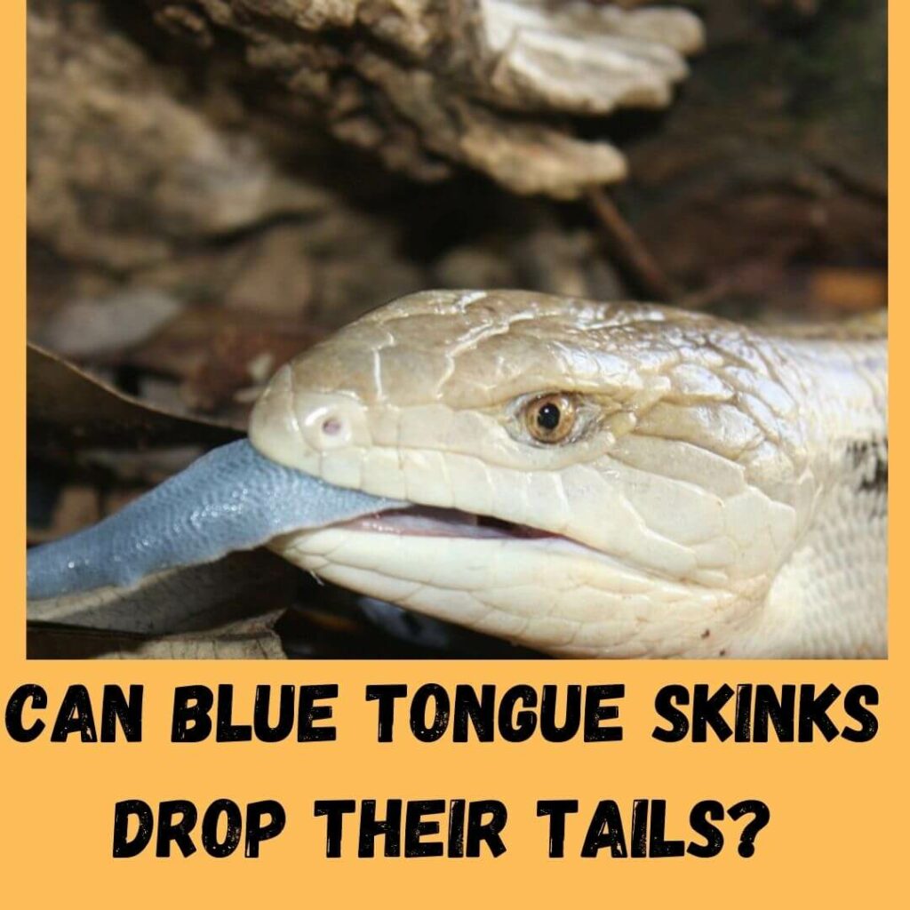can blue tongue skinks drop their tails