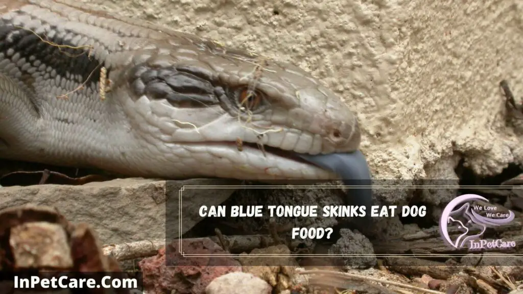 can blue tongue skinks eat dog food