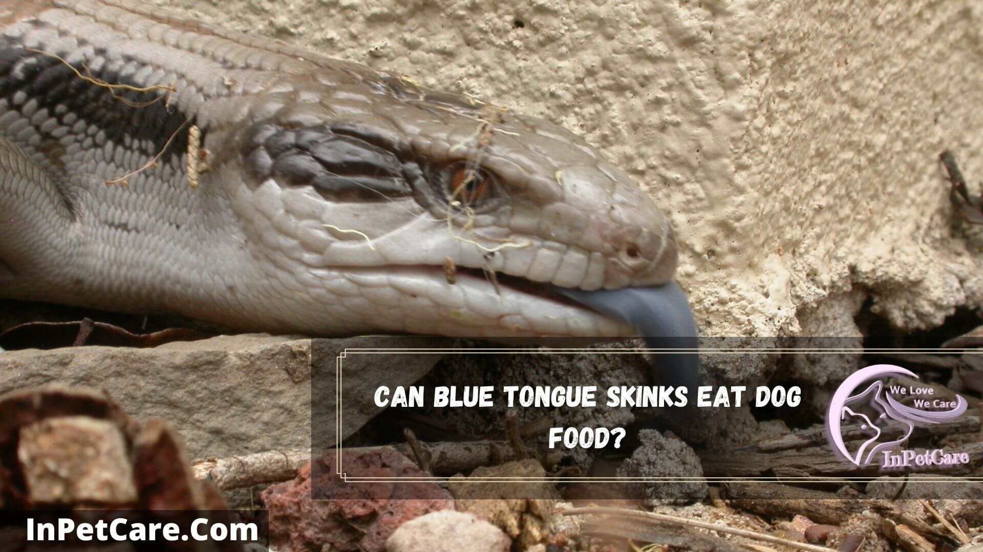 What Can Blue Tongue Skinks Eat?+10 Safe Foods